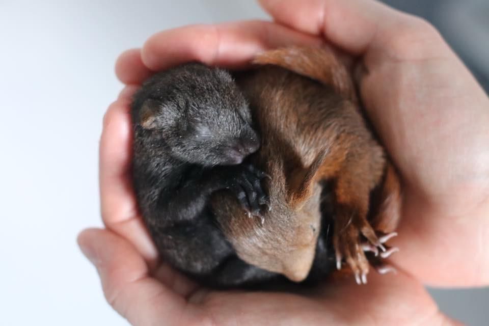 Zwei Eichhörnchen in der hohlen Hand