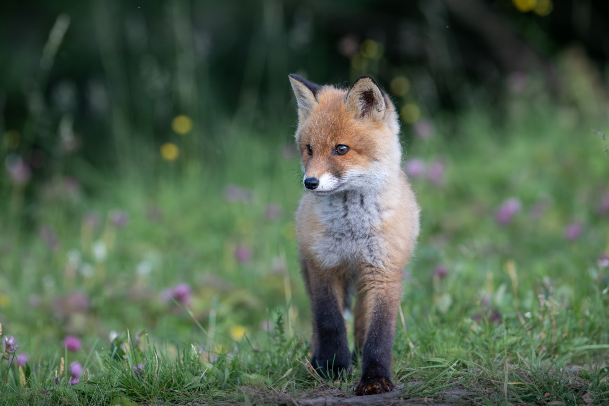 Junger Fuchs