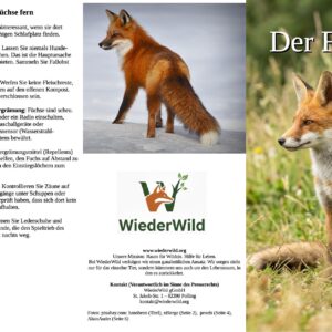 Informationsflyer Fuchs (50 St&uuml;ck)