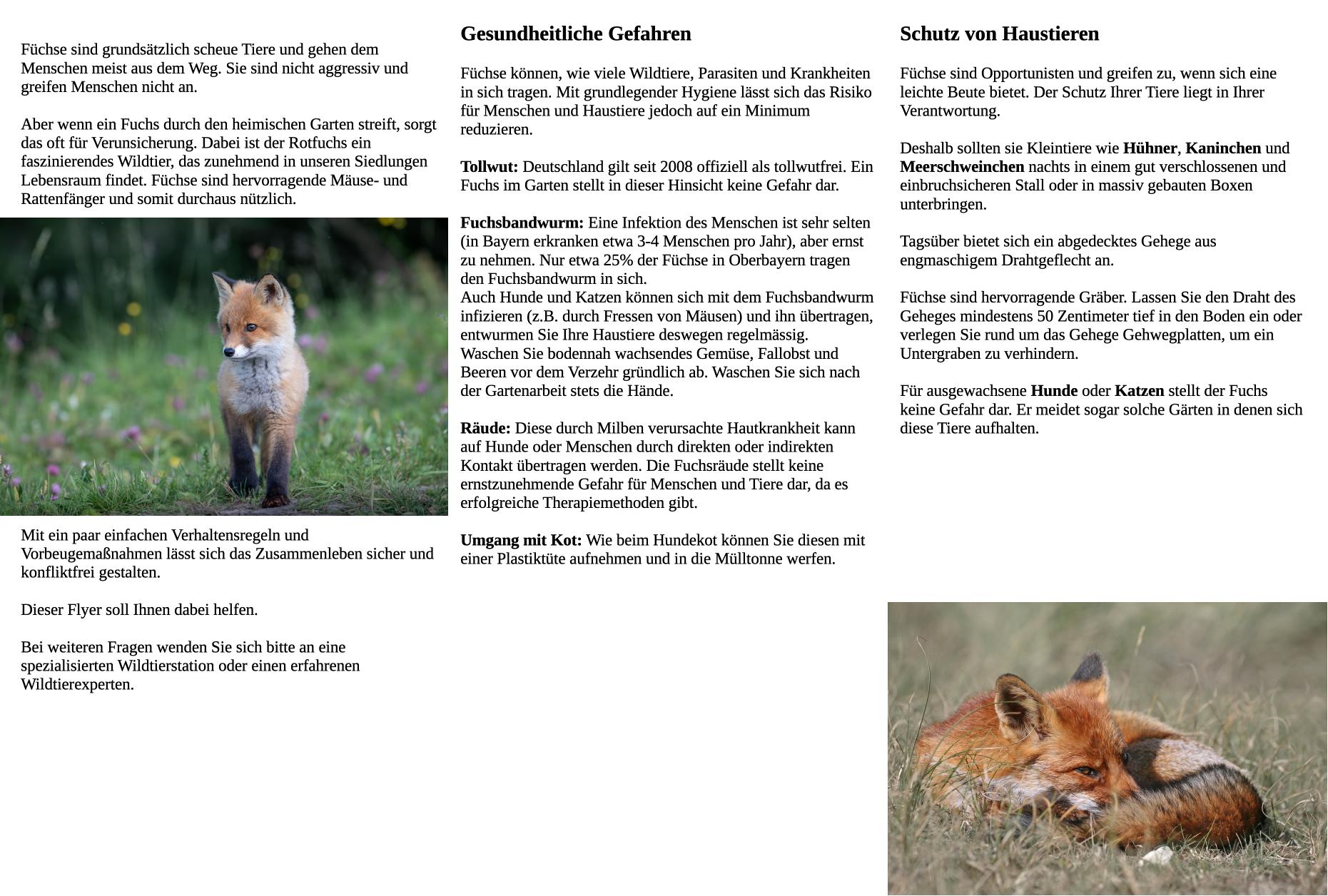 Informationsflyer Fuchs (50 Stück) – Bild 2